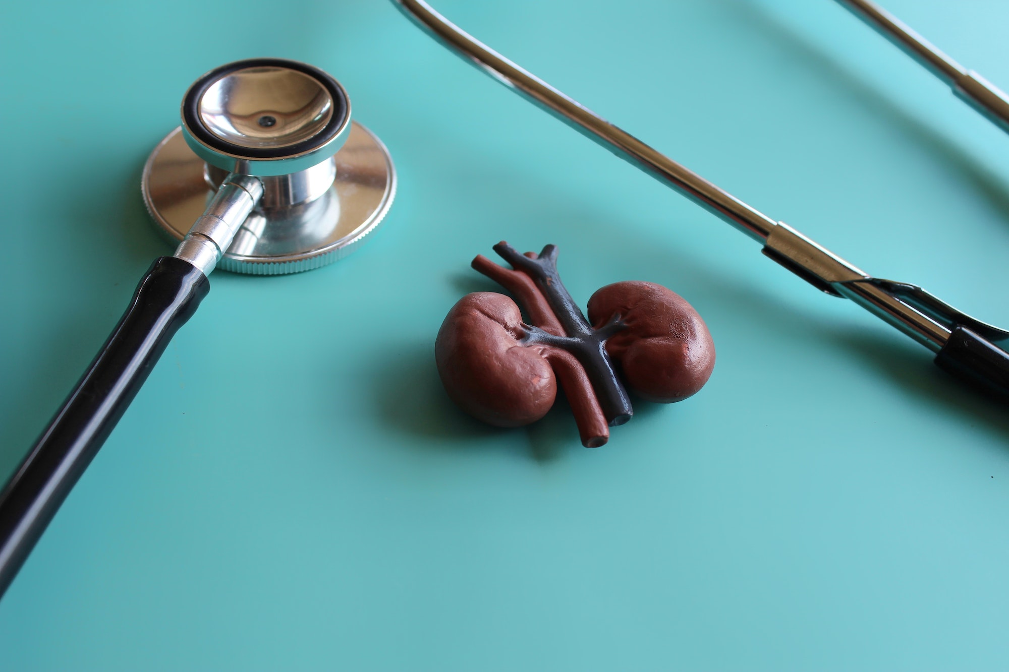 Close up image of kidney model and stethoscope on light green background